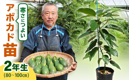 アボカド苗木 80?100cm 品種【ベーコン】 2年生苗 長崎県産 耐寒 / アボカド 苗木 国産 苗 定植 あぼかど / 諫早市 / アボカド長崎農園[AHEA005]