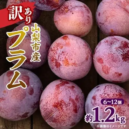 【2026年発送】訳ありプラム(すもも) 約1.2kg(6～12個)【配送不可地域：離島】【1714479】
