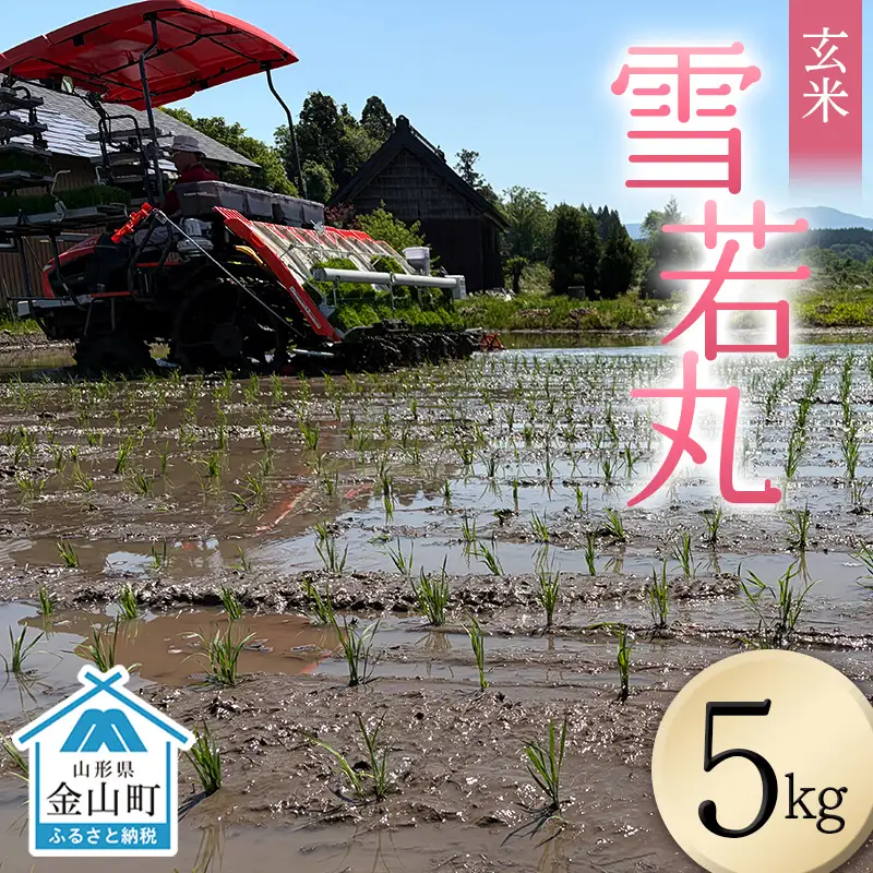 ＜先行予約＞令和8年産【玄米】雪若丸5kg（マイスター監修） 米 お米 白米 ご飯 ブランド米 山形 金山町 F4B-0771