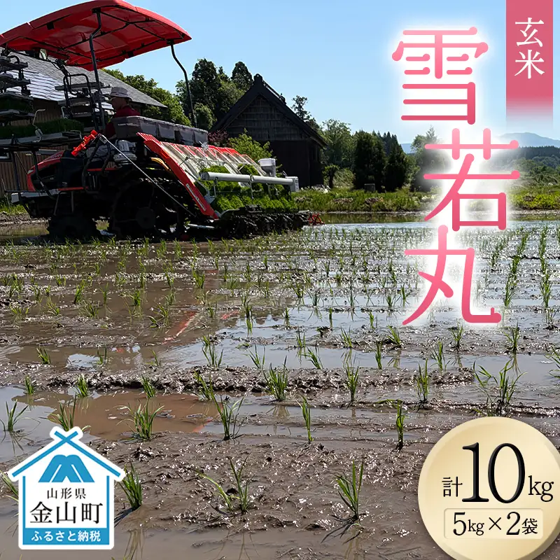 ＜先行予約＞令和8年産【玄米】雪若丸10kg（5kg×2）（マイスター監修） 米 お米 白米 ご飯 ブランド米 山形 金山町 F4B-0772