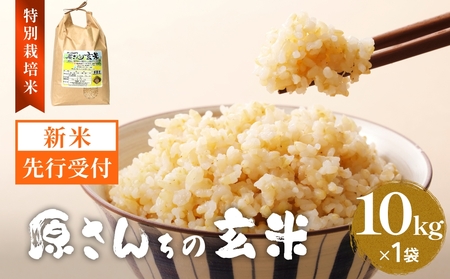【令和8年産米先行受付】原さんちのお米 玄米 10kg ひのひかり 米 お米 こめ コメ  ご飯 ヒノヒカリ 常温 大分県 大分 玖珠町 玖珠