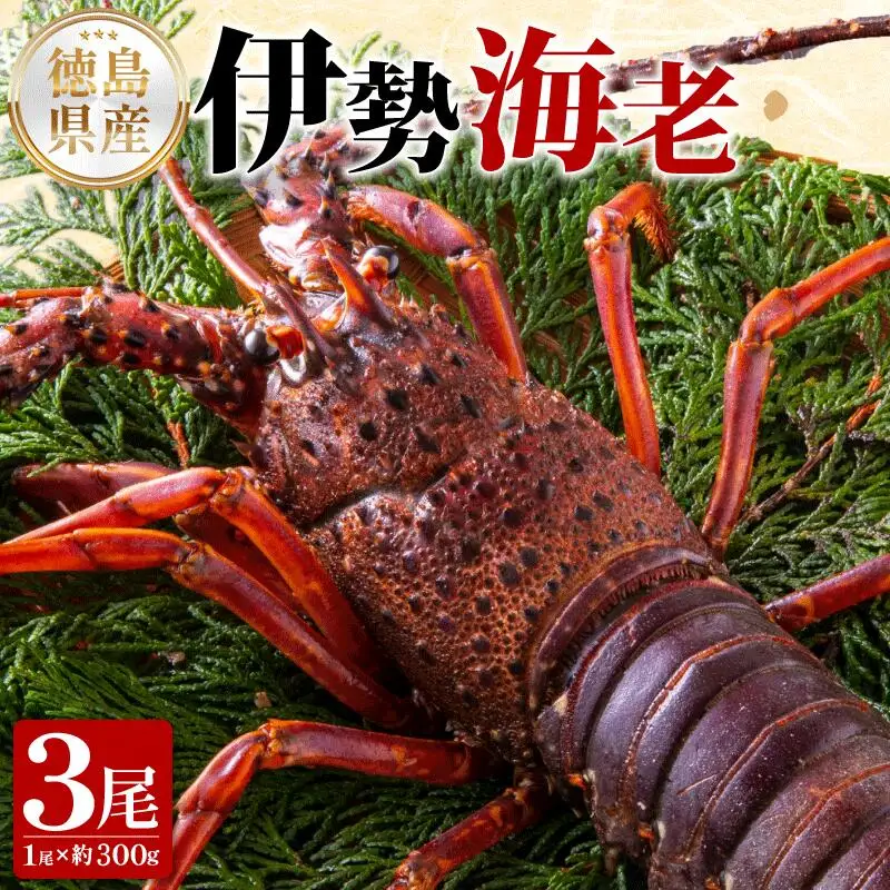 伊勢海老 300g 3尾 伊勢海老