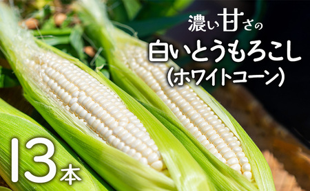 朝採れ 濃い甘さの白いとうもろこし ホワイトコーン 13本 個包装 野菜 とうもろこし トウモロコシ コーン  白とうもろこし  甘い 美味しい 旬 夏野菜 淡路島 洲本市 お届け：2026年6月中旬～7月上旬