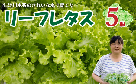 【ふるさと納税】 ＜佐川町産 リーフレタス 5袋＞水耕栽培 野菜 高知 新鮮 西村農園 【冷蔵】