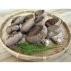 肉厚ぷりぷり！食べ応え抜群！不揃いで様々な用途に！「キレイな」しいたけ1kg！