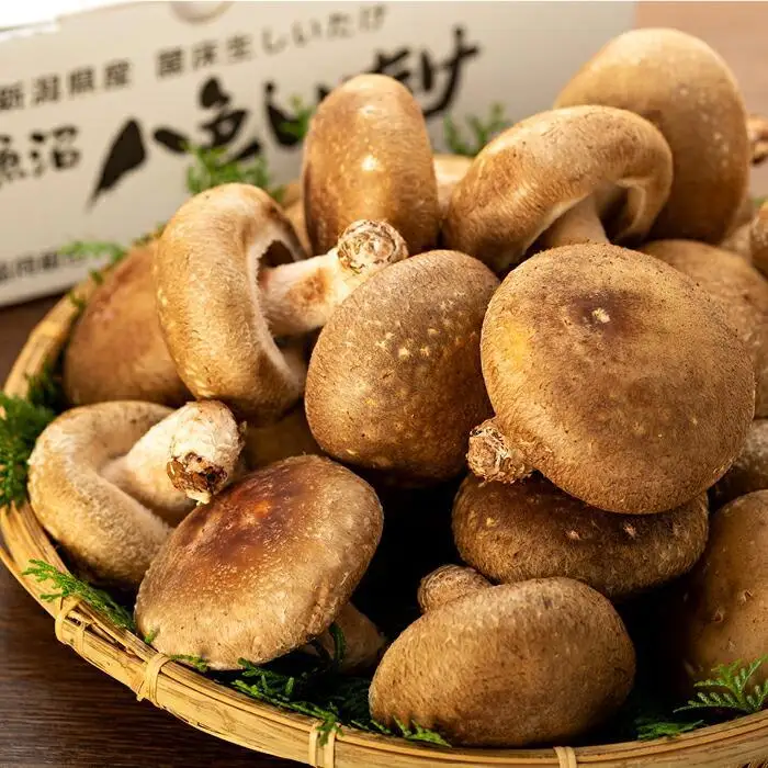 【贈答用】厚いにもほどがある「八色しいたけ」1kg ≪厳選 大型 肉厚 贈答用 厚い 八色 しいたけ 南魚沼市 産地直送 国産 きのこ 食材 高級 プレミアム ギフト用 美味しい 料理用 栄養豊富 秋の味覚 エグ味がない≫