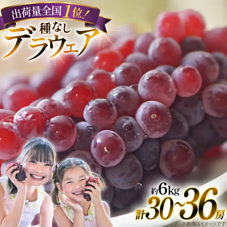 【期間限定発送】 ぶどう デラウェア 秀品 30～36房 約6kg [治右衛門果樹園 山形県 高畠町 tk06ays830019]