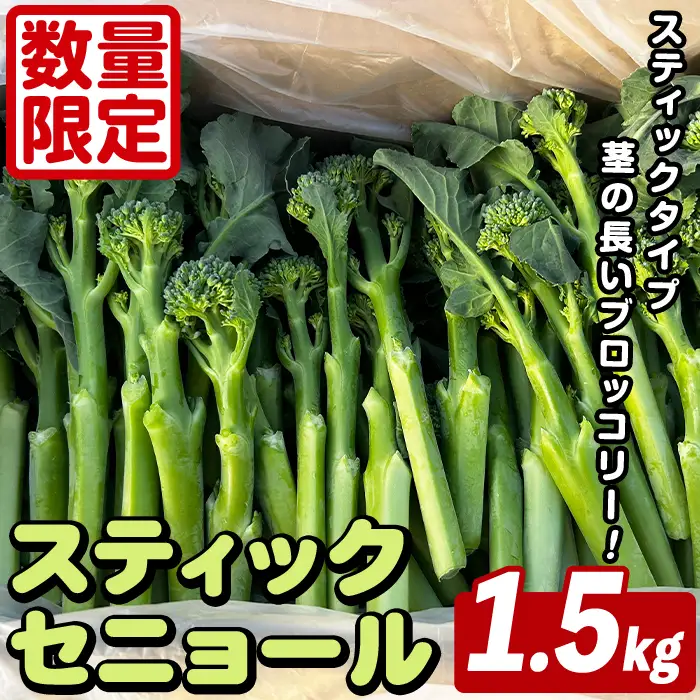 スティックセニョール (1.5kg) 国産 鹿児島県産 阿久根市産 ブロッコリー 野菜 サラダ お弁当 ピクニック 産地直送 茎ブロッコリー 肉巻き 数量限定 期間限定 【うとさんち】akn067-25