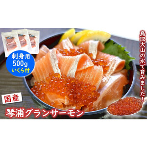 薬剤未使用で安心　国産とっとり琴浦グランサーモン刺身用500g いくら付 訳あり 小分け個包装で便利