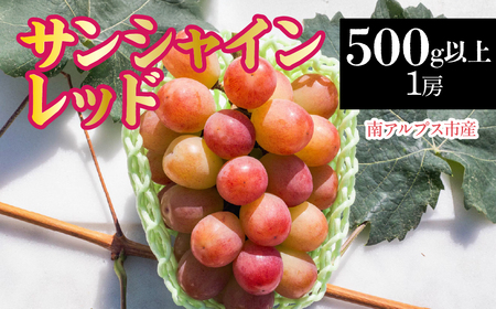 【2026年発送先行予約】南アルプス市産　サンシャインレッド　500g以上（1房） ALPDD019