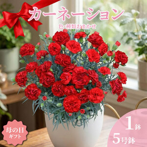 カーネーション 5号 1鉢 母の日 色 種類 おまかせ