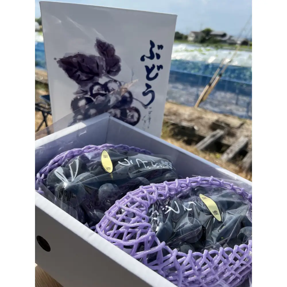 【先行予約】神戸産大粒ぶどうの大様（藤稔）1.2kg(朝採り直送）完熟収穫