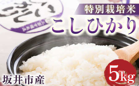 【令和7年産】坂井市産 特別栽培米 こしひかり 5kg 精米 コシヒカリ お米 こめ ご飯 人気 品種 ブランド米 数量限定 [A-6119]