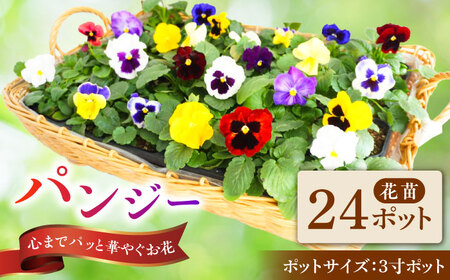 【10月末より順次発送】 生産者直送！ パンジー 花苗 24ポットセット / 瑞浪市 中山園芸 苗 花 お花 生花 フラワー ガーデニング[AZDC009]
