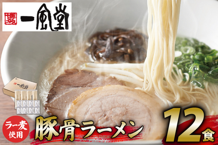 ラーメン 一風堂 とんこつラーメン 白丸 ラー麦麺 スープ 12食 セット [地域商社ふるさぽ 福岡県 筑紫野市 21761444]