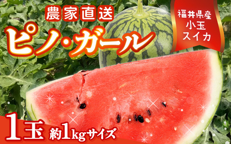 【先行予約】福井県産小玉スイカ ピノ・ガール農家直送 砂丘地栽培 約1kgサイズ 1玉【2026年7月中旬以降順次発送予定】 [A-21804]