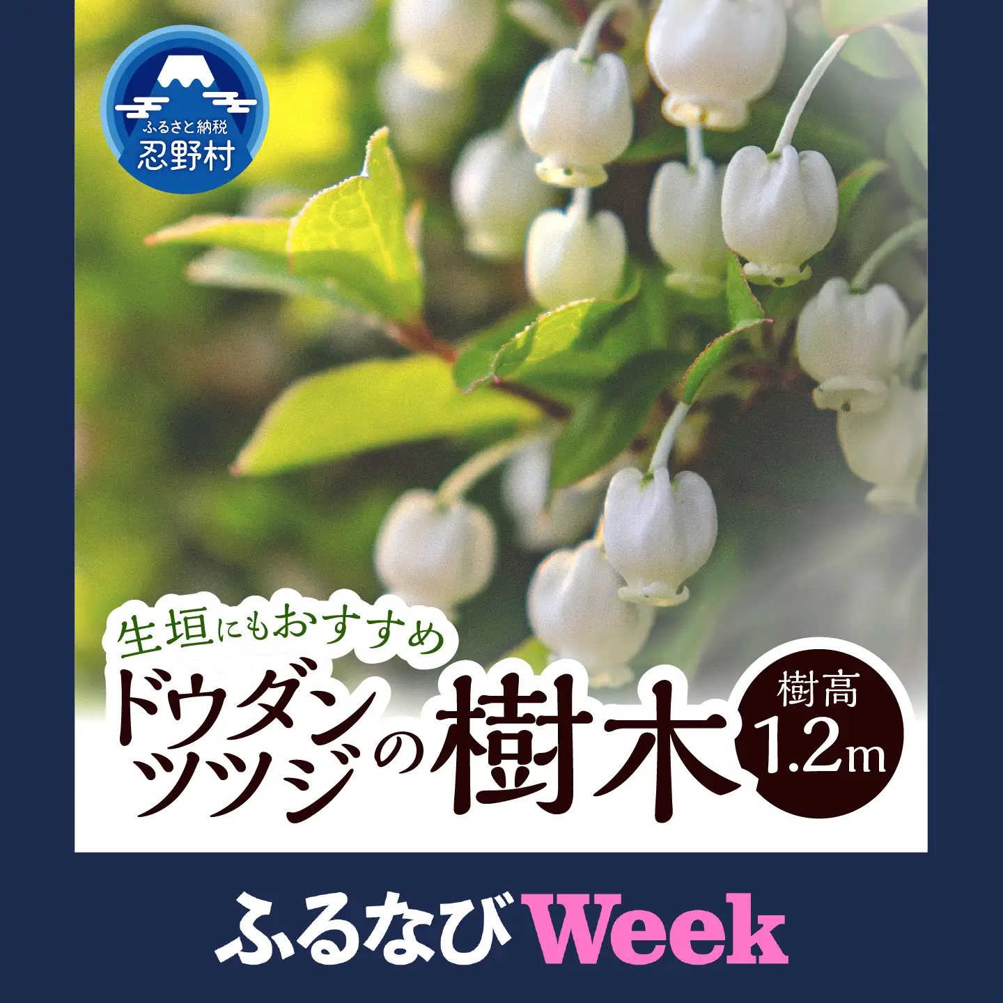【ふるなびWEEK対象】植木　ドウダンツツジ　1.2ｍ