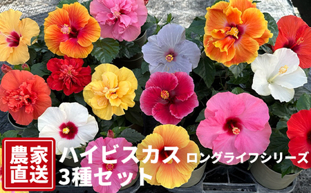ハイビスカス（ロングライフシリーズ） 3種セット【農家直送】 | 植物 お花 花 鉢 鉢花 花鉢 フラワー ギフト プレゼント 贈り物 珍しい 育てやすい かわいい 可愛い キレイ おしゃれ オシャレ 送料無料 岐阜県 瑞穂市 ※2026年6月上旬～8月上旬頃に順次発送予定 ※北海道・沖縄・離島への配送不可