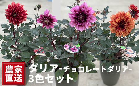 ダリア（チョコレートダリア）3色セット【農家直送】 | 植物 お花 花 鉢 鉢花 花鉢 フラワー ギフトプレゼント 贈り物 珍しい 育てやすい かわいい 可愛い キレイ おしゃれ オシャレ シック 送料無料 岐阜県 瑞穂市 ※2026年9月上旬～10月中旬頃に順次発送予定 ※北海道・沖縄・離島への配送不可