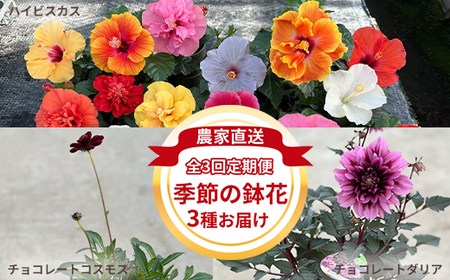 【全3回定期便】季節の鉢花3種 お届け ハイビスカス、チョコレートダリア、チョコレートコスモス【農家直送】| 植物 お花 花 鉢 鉢花 花鉢 フラワー ギフトプレゼント 贈り物 珍しい 育てやすい かわいい 可愛い キレイ おしゃれ オシャレ シック 季節のお花 定期便 送料無料 岐阜県 瑞穂市 ※2026年5月中旬～10月中旬頃に順次発送予定 ※北海道・沖縄・離島への配送不可