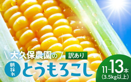 ＜先行予約＞ 朝採り とうもろこし 訳ありも選べる 11本～13本 (3.5kg以上) 訳あり とうもろこし 冷蔵 糖度 フルーツ くらい 甘い 田原市 トウモロコシ コーン おやつ スイーツ コーンスープ にも 事前予約 旬 夏 初夏 野菜 やさい