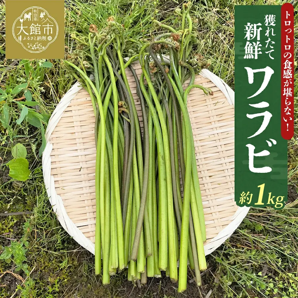 ワラビ 約1000g トロっトロの食感が堪らない！【120P3205】