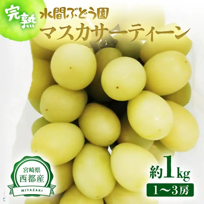 【先行予約】希少！マスカサーティーン 1kg（1～3房） 西都産完熟ぶどう 水間ぶどう園＜16-6a＞