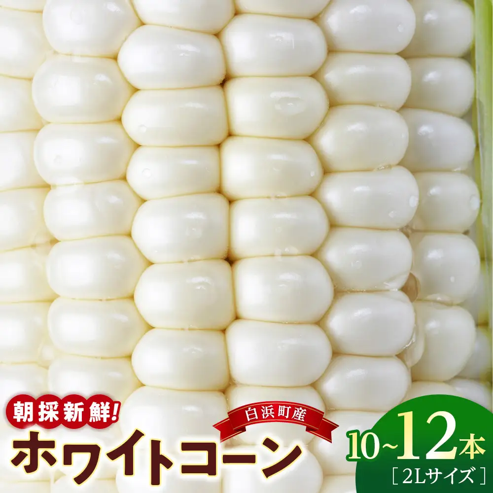 朝採 新鮮 白浜町産 ホワイトコーン とうもろこし 2Lサイズ 10～12本 はたごや農園