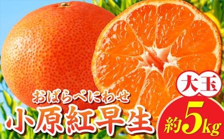 【先行受付】小原紅早生みかん約5.0kg（大玉）3L-2L【香川県共通返礼品】 | 小原紅早生 甘い みかん ミカン 大玉 柑橘 柑橘系 果物 フルーツ 青果 デザート グルメ おすすめ 贈答 贈り物 贈答用 ギフト プレゼント 特産品 特産 取り寄せ 香川県 三木町 |_mk006-075