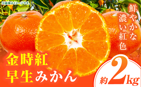 【先行受付】金時紅早生みかん 約2kg【香川県共通返礼品】 | 金時紅 鮮やか 紅色 小原紅早生 糖度 甘い みかん ミカン 柑橘 柑橘系 果物 フルーツ 青果 デザート グルメ おすすめ 贈答 贈り物 贈答用 ギフト プレゼント 特産品 特産 取り寄せ 香川県 三木町 |_mk006-076