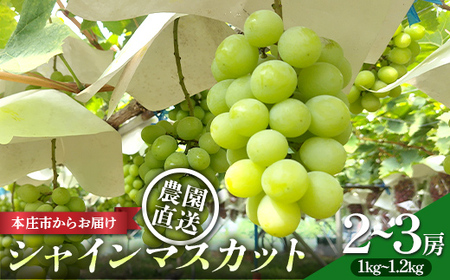 児玉のシャインマスカット1kg～1.2kg ぶどう ブドウ 葡萄 果物 くだもの フルーツ デザート 食品 関東 F5K-651