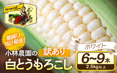 ＜先行予約＞ 朝採り当日発送！ 訳ありとうもろこし ホワイト系 6本～9本 (2.5kg以上) ホワイトコーン 雪の妖精 ピュアホワイト 冷蔵 糖度 フルーツ メロン より 甘い 田原市 トウモロコシ コーン おやつ スイーツ コーンスープ 事前予約 夏 初夏 野菜
