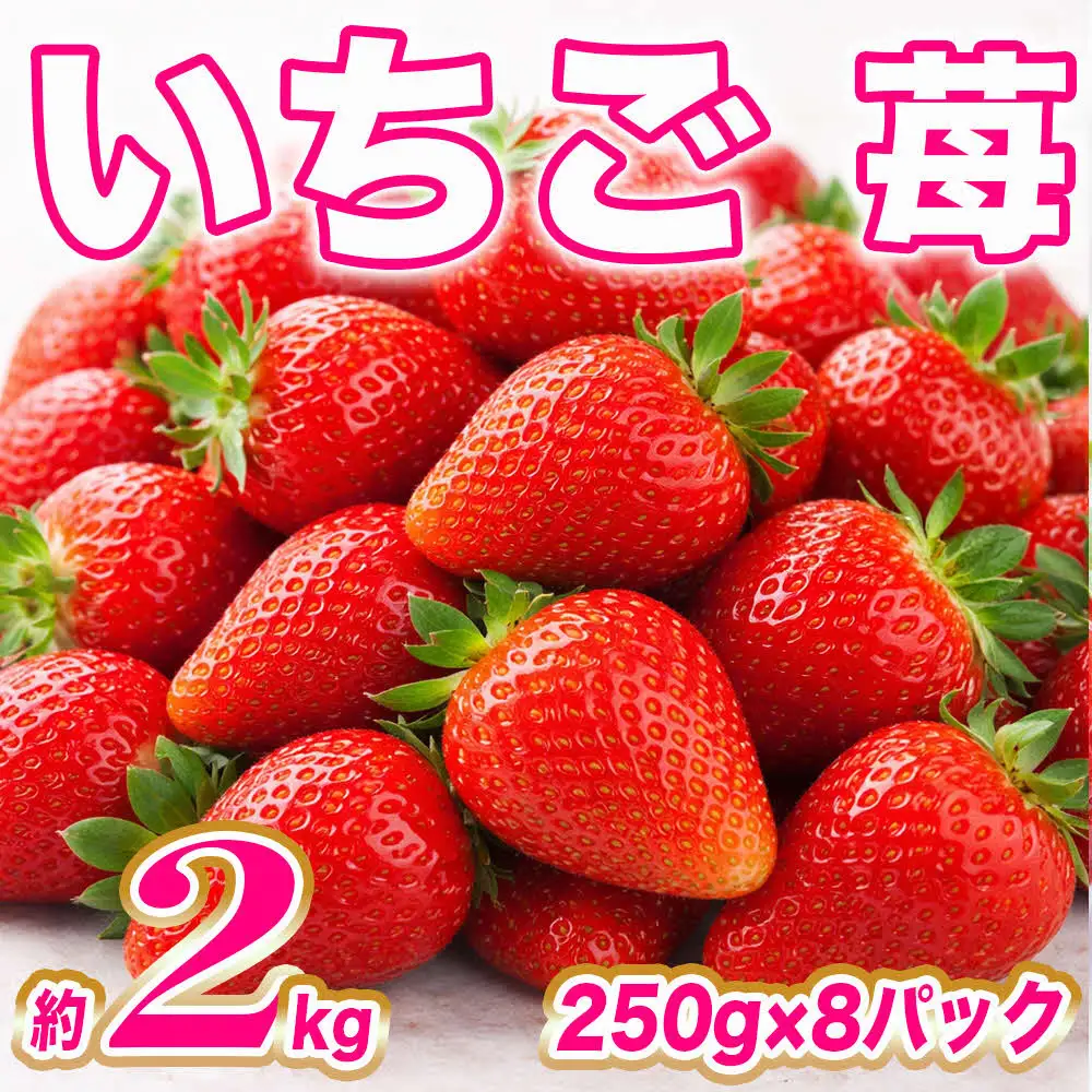 【先行予約】 いちご 約2kg（約250g×8パック） 苺 果物 イチゴ 【2027年1月上旬より順次発送】