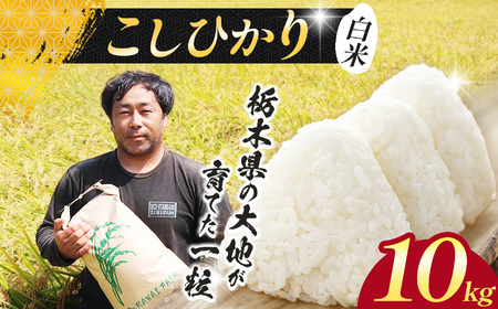【先行予約】栃木県 下野市 コシヒカリ 10kg 米