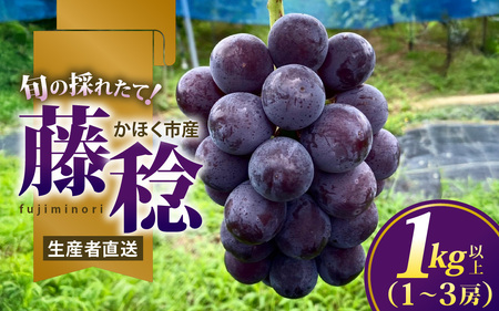  ぶどう 藤稔  1kg以上（1～3房） | ぶどう 葡萄
