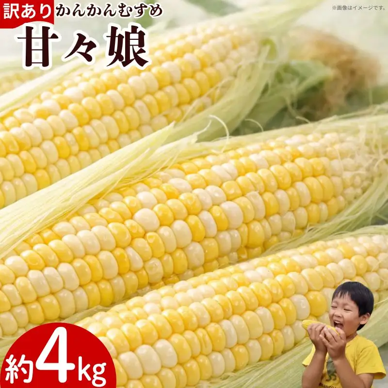 訳あり とうもろこし 甘々娘 約4kg サイズ不揃い 《 2026年6月発送 》