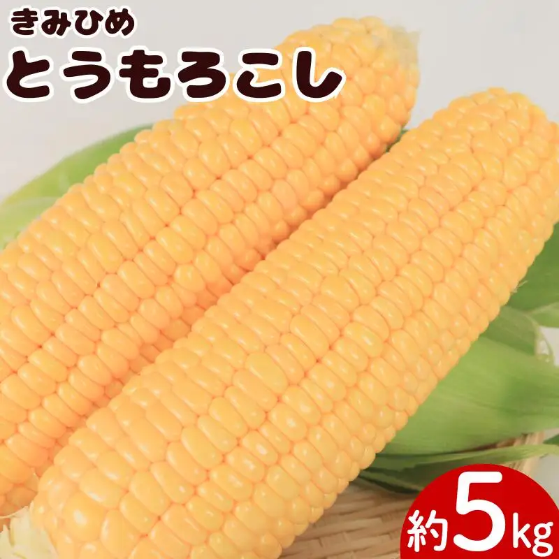 とうもろこし きみひめ 約5kg Lサイズ 《 2026年6月中旬から発送 》