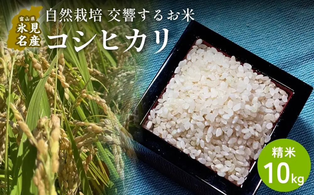 【交響するお米】［精米］自然栽培 コシヒカリ 10kg（富山県 氷見市 / 令和7年産） |   移住農家が里山から直送 米 白米 こしひかり