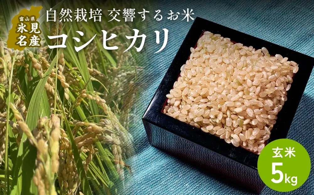 【交響するお米】［玄米］自然栽培 コシヒカリ 5kg（富山県 氷見市 / 令和7年産） |   移住農家が里山から直送 米 こしひかり