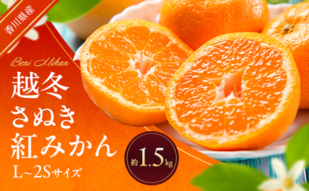 越冬さぬき紅みかん 約1.5kg 蜜柑 みかん ミカン 柑橘 フルーツ 果物 くだもの 果実 旬の果物 旬のフルーツ 香川 香川県 東かがわ市