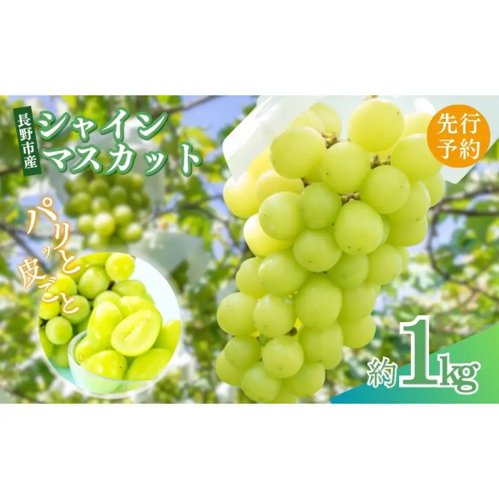長野県 長野市産 シャインマスカット1kg(1～3房)【2026年9月下旬頃～発送予定】（矢島農園） |シャインマスカット ぶどう フルーツ