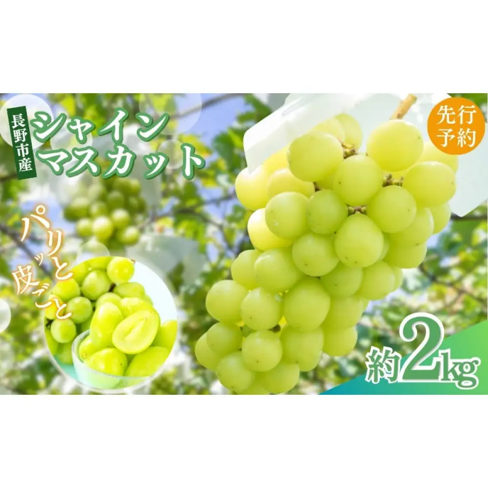 長野県 長野市産 シャインマスカット2kg(2～6房)【2026年9月下旬頃～発送予定】（矢島農園） |シャインマスカット ぶどう フルーツ
