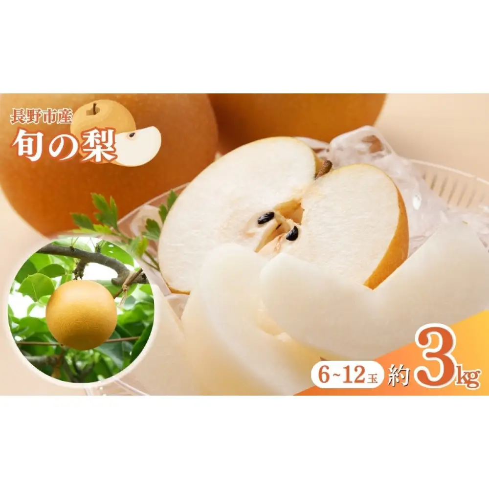長野市産 梨 3kg（6～12玉）【2026年9月上旬以降発送予定】(さらしな青果) | 梨 フルーツ
