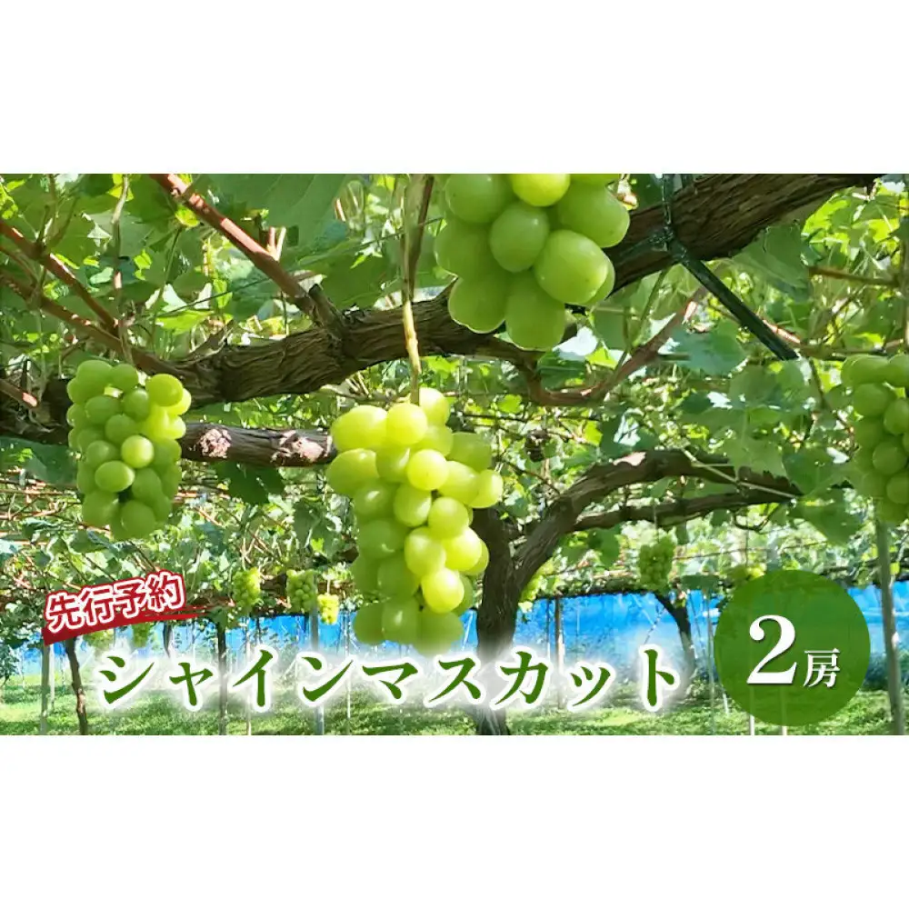 長野市産 シャインマスカット（贈答用） 2房【2026年9月下旬頃発送予定】 |シャインマスカット