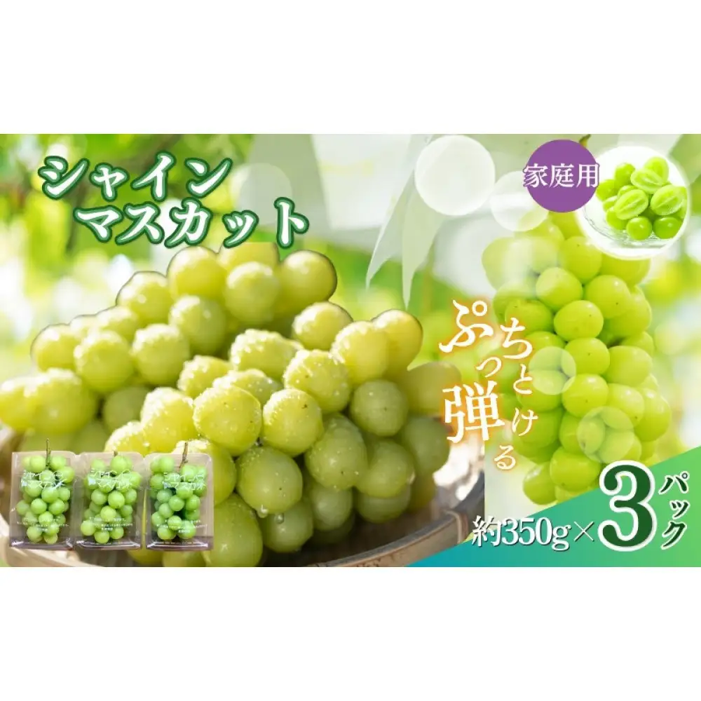 【訳あり】長野市産 シャインマスカット 約1.0kg（ご家庭用）【2026年9月下旬以降出荷予定】わけあり 長野 | ぶどう シャインマスカット 皮ごと