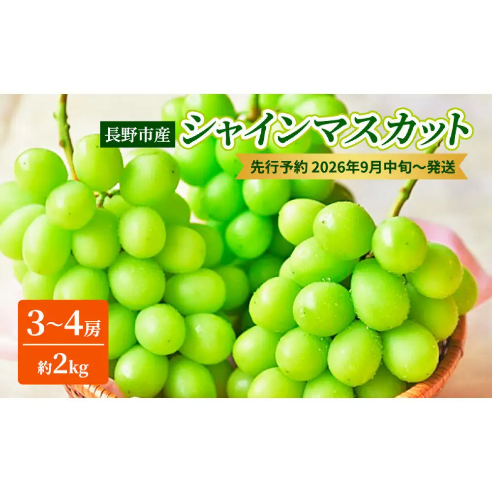 長野市産シャインマスカット3～4房（約2kg）【2026年9月中旬以降の出荷分】（本気農場いけだ） | シャインマスカット ぶどう フルーツ 