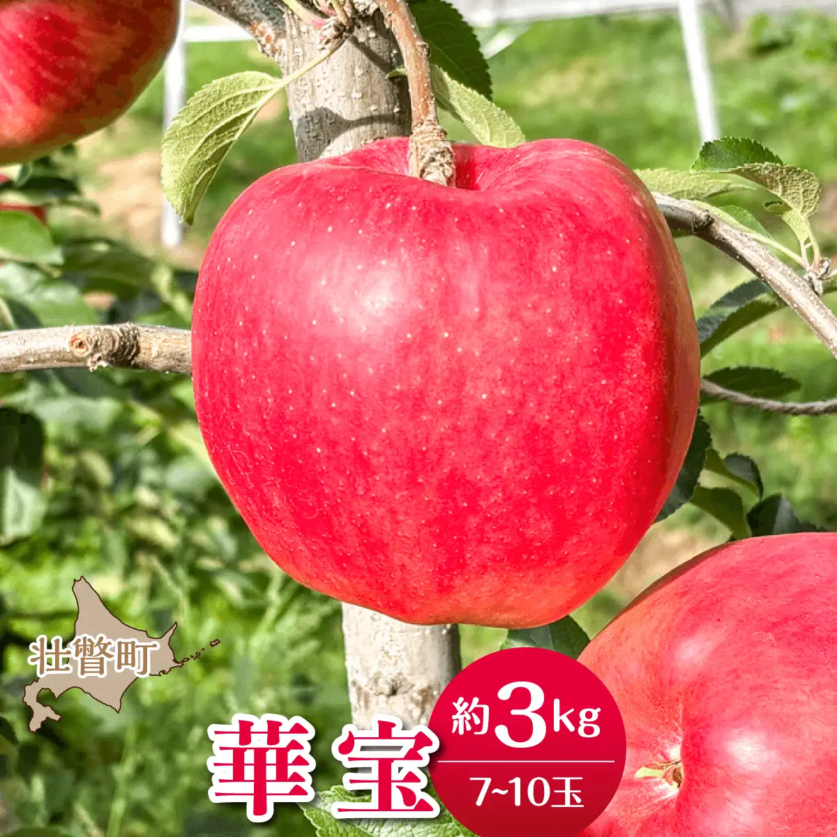 【先行予約】＜2026年10月上旬よりお届け＞北海道壮瞥町　りんご　品種名「華宝」7～10玉 約3kg SBTF014
