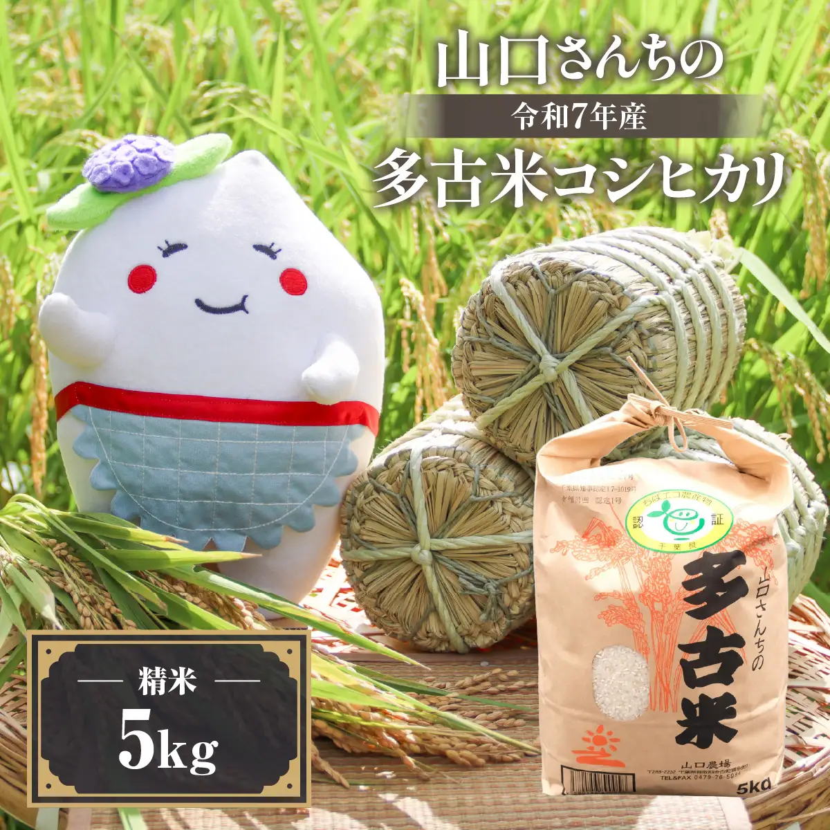 山口さんちの【令和7年産】多古米コシヒカリ(精米)5kg_ 精米 米  【配送不可地域：離島・沖縄県】TAKF043