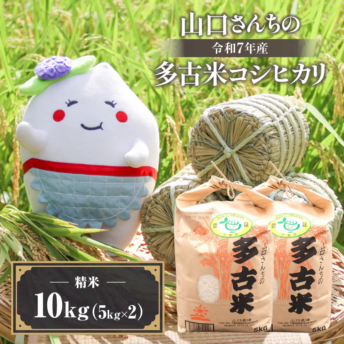 山口さんちの【令和7年産】多古米コシヒカリ(精米)10kg_ 精米 米 【配送不可地域：離島・沖縄県】TAKF044