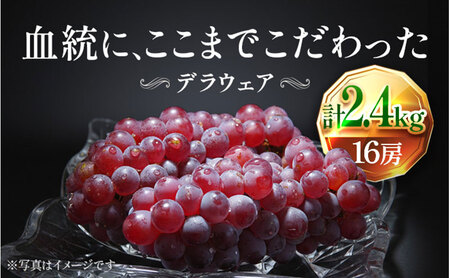 【2026年先行予約】苗から厳選 デラウェア2.4kg(16房) 6月下旬～7月中旬発送 特選 期間限定 大粒 ぶどう ブドウ フルーツ 果物 くだもの おすすめ